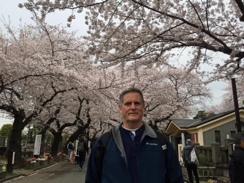 Spring cherry blossoms